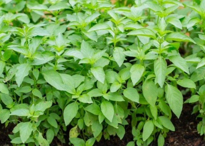 Di Balik Aromanya yang Segar, Daun Kemangi Punya Khasiat Menakjubkan