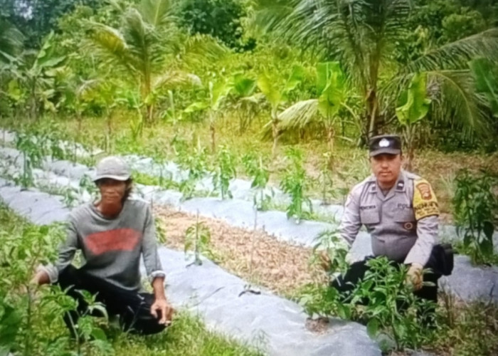 Bhabinkamtibmas Polsek Mariana Ajak Warga Desa Cinta Manis Lama Perkuat Ketahanan Pangan Nasional