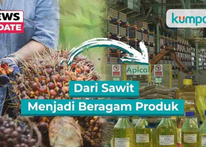 Jangan Letakkan Minyak Goreng di Samping Kompor, Ini Bahayanya!