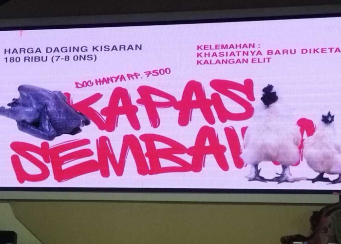 BPTU HPT Sembawa Luncurkan Ayam Kapas Sembawa, Harga Terjangkau untuk Dukung Peternak