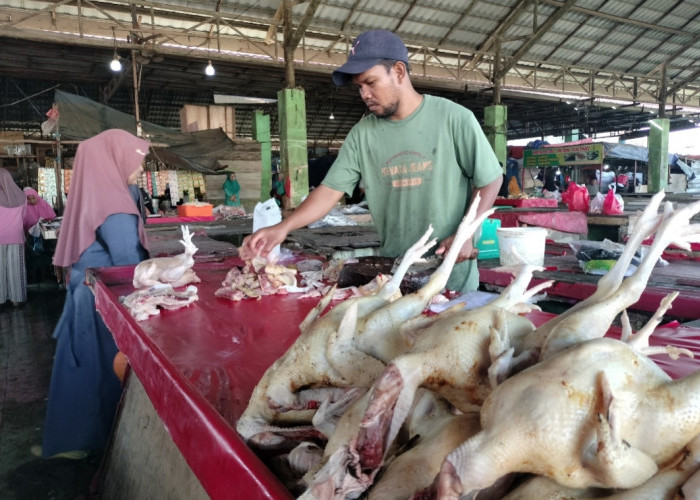 H-6 Lebaran, Harga Ayam Merah di Pangkalan Balai Tembus Rp60 Ribu/Ekor