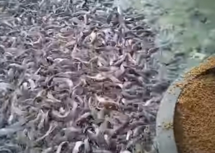 Waspada Gagal Panen! Ini 7 Kesalahan Fatal Pemula dalam Usaha Ternak Lele