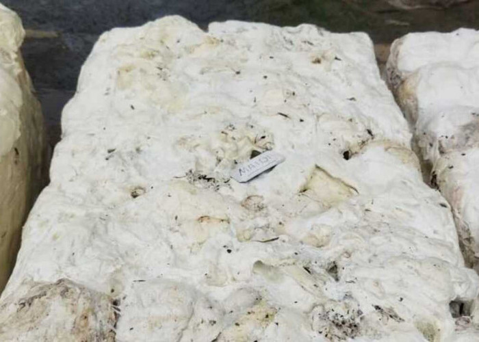 Harga Karet di Tanjung Menang Alami Kenaikan, Petani Berharap Tembus Rp20.000 per Kg Jelang Lebaran