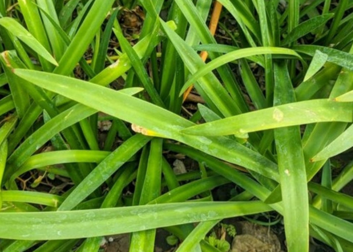 Tak Hanya Harum, Ini 7 Khasiat Daun Pandan bagi Kesehatan Tubuh