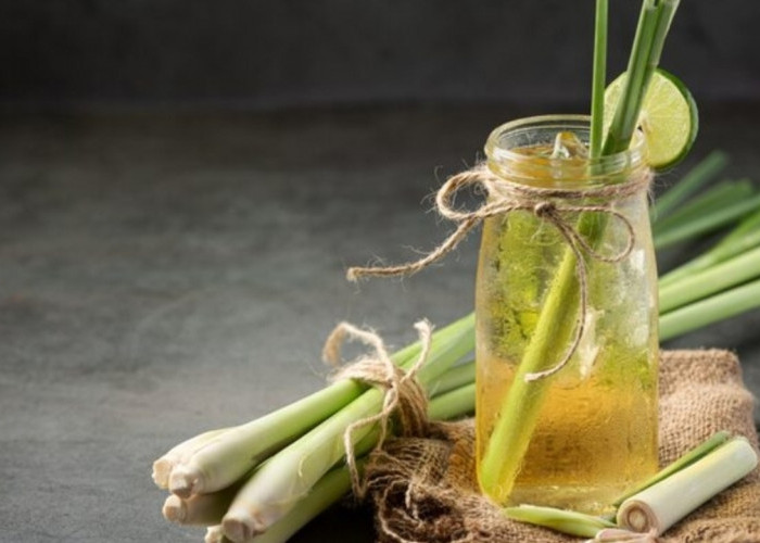 Tak Perlu Obat Nyamuk! Ini 7 Tanaman Alami yang Bisa Mengusir Nyamuk