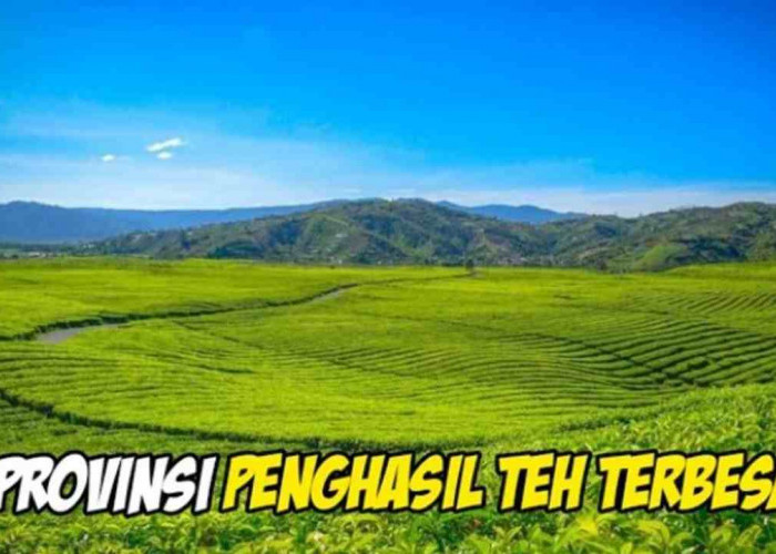 ﻿5 Provinsi Penghasil Teh Terbesar di Indonesia, Ada Provinsimu?