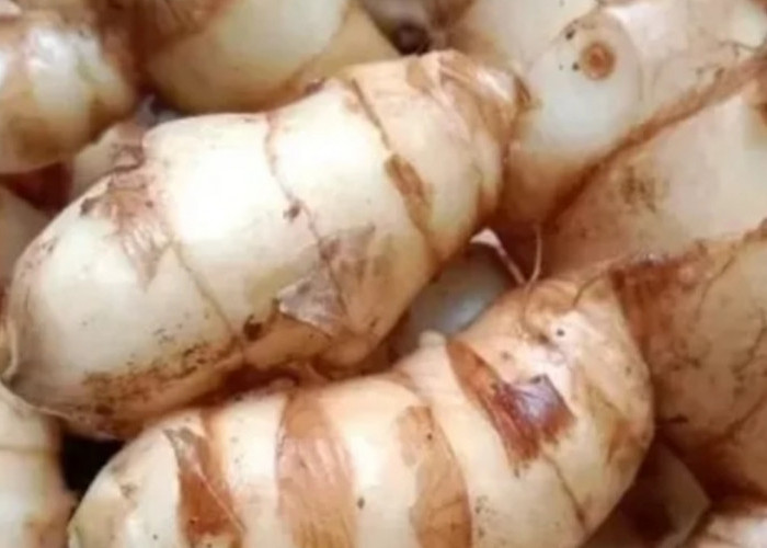 Tak Banyak yang Tahu, Ini Manfaat Kunyit Putih bagi Daya Tahan Tubuh