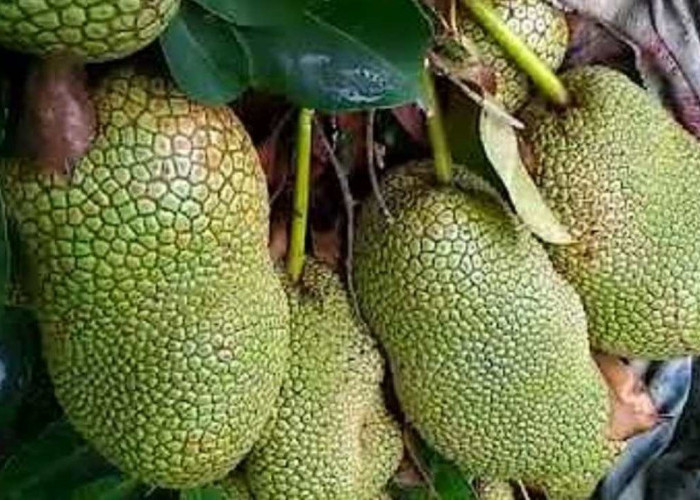 Dikira Durian, Ternyata Bukan! Cempedak Durian Ini Bikin Pecinta Buah Auto Ketagihan