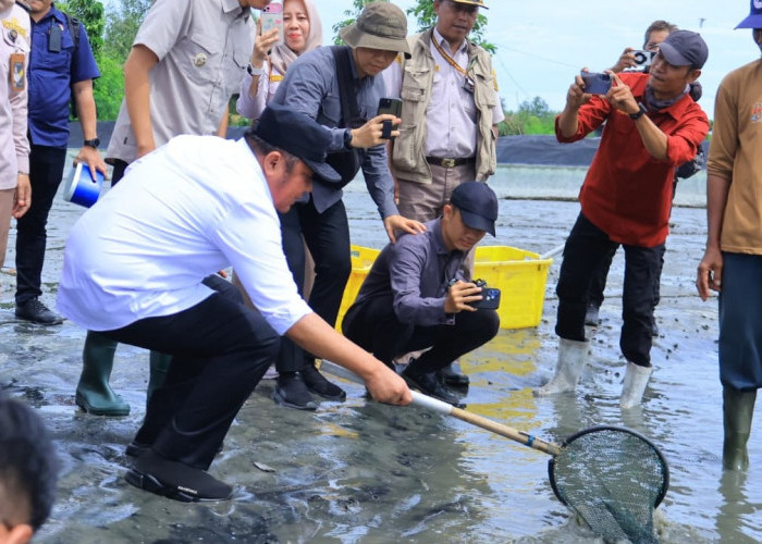 Herman Deru Tinjau Panen Udang di OKI, Perkuat Dukungan Infrastruktur dan Produktivitas Tambak