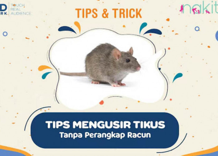 Ampuh! Cara Mengusir Tikus dari Rumah Secara Alami Tanpa Racun, Dijamin Bikin Tikus Kabur Permanen