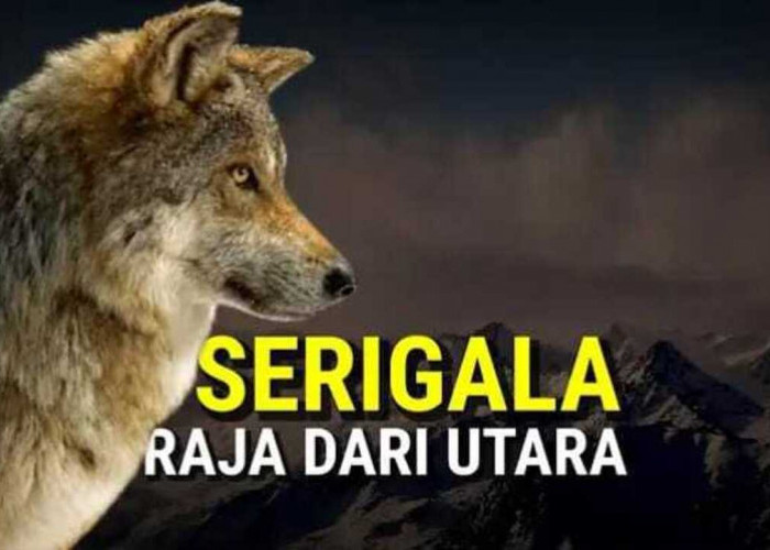 Serigala, Sang Raja Utara! Fakta Unik yang Jarang Diketahui!