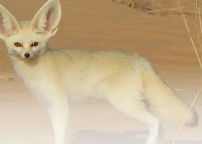 Fennec Fox, Predator Terkecil di Dunia yang Punya “AC Alami” di Telinga