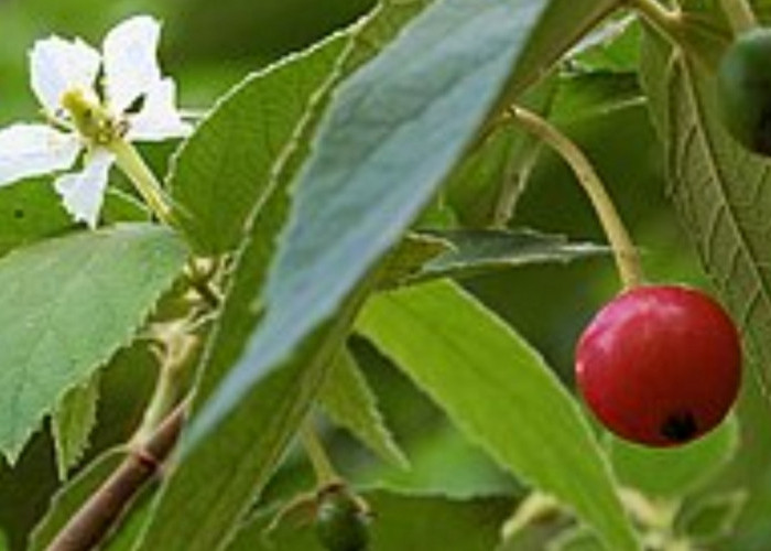 Kersen, Si Kecil Kaya Antioksidan yang Lindungi Tubuh dari Radikal Bebas