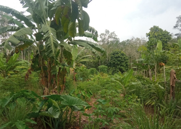 Larangan Membuka Lahan dengan Membakar, Sulitkan Petani Berkebun