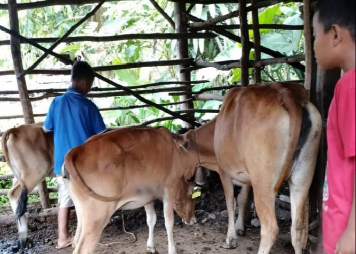 Begini Cara Penanganan Sapi Terjangkit LSD