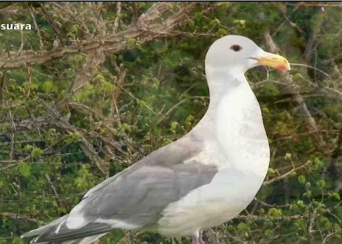 Keindahan Burung Camar, Sang Penjaga Harmoni Laut