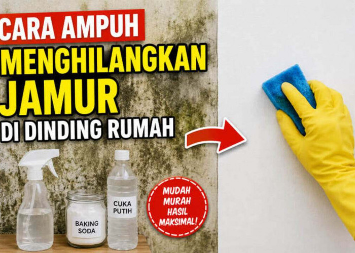 Dinding Rumah Berjamur Terus? Coba Cara Sederhana Ini, Hasilnya Bikin Rumah Kembali Bersih dan Sehat!