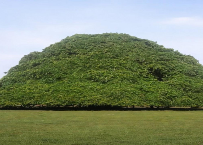 Bikin Salah Kira! Pohon Raksasa Ini Tampak Seperti Bukit Alami dari Kejauhan