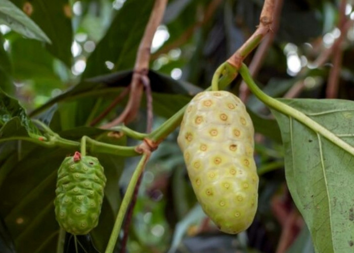 Jangan Remehkan Baunya! Ini 7 Manfaat Buah Mengkudu yang Jarang Diketahui