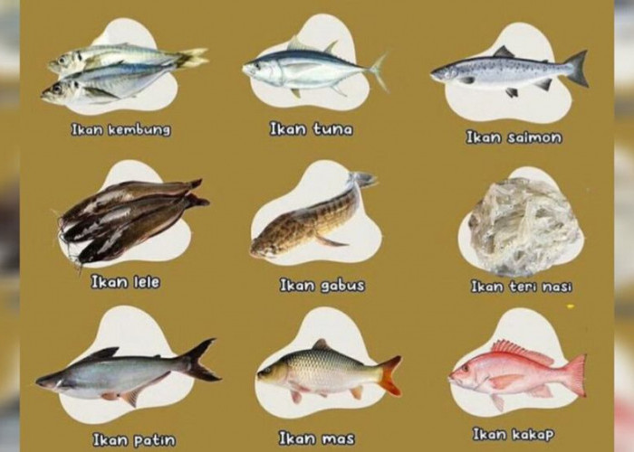 Dukung Tumbuh Kembang Anak dengan 9 Ikan Yang Cocok Untuk MPASI