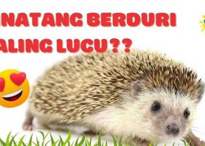 Landak, Si Berduri yang Ternyata Punya Pesona Unik, Gak Cuma Gemesin!