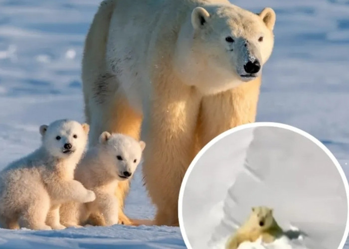 Bikin Haru! Begini Cara Beruang Kutub Lindungi Anaknya dari Dingin Mematikan Arktik
