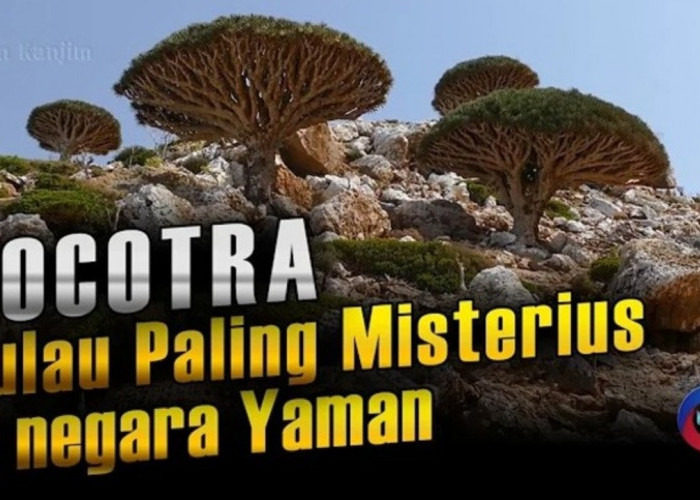 6 Fakta Pulau Socotra di Yaman, Pulau yang Dijuluki Planet Lain