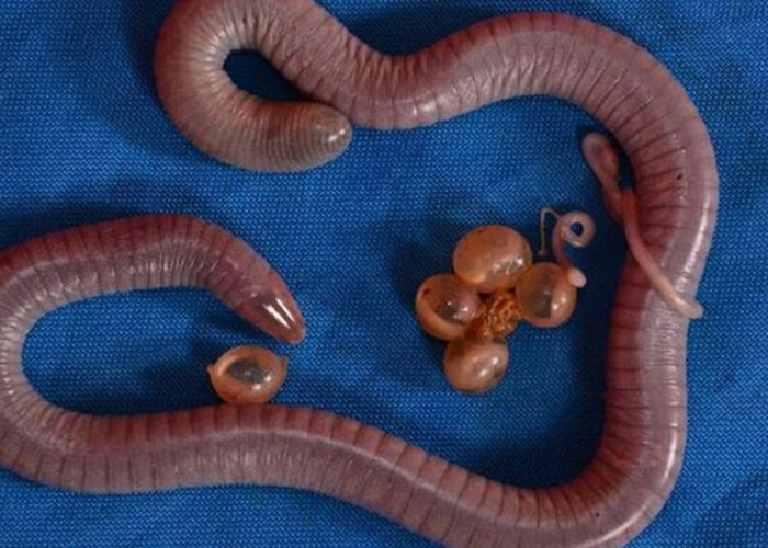 Javan Caecilian: Amfibi yang Mirip Cacing dengan Kehidupan Unik