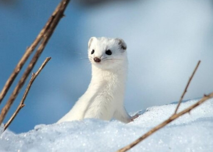 Jangan Tertipu Wajah Lucunya, Stoat dan Ermine Adalah Pemburu Tanpa Ampun