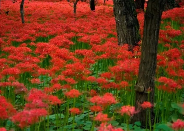 Mengenal Lycoris Radiata, Bunga Badai yang Indah Namun Beracun