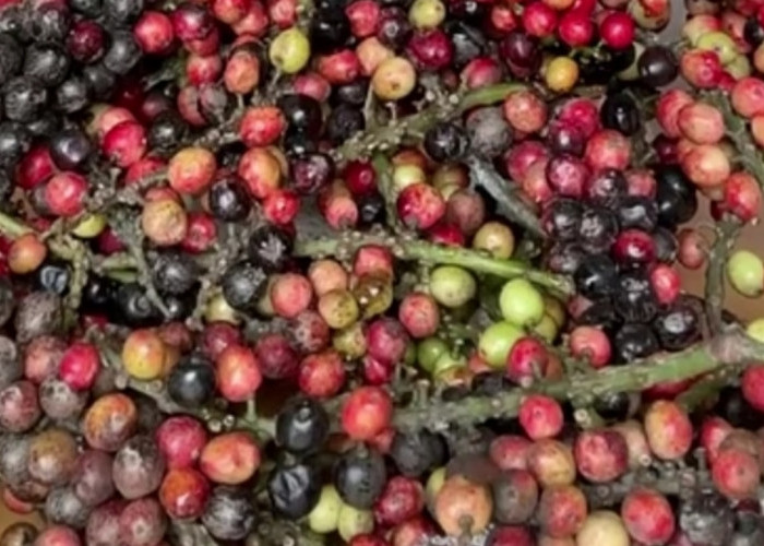 Kecil, Hitam, dan Kaya Manfaat! Inilah Khasiat Luar Biasa Buah Buni untuk Kesehatan