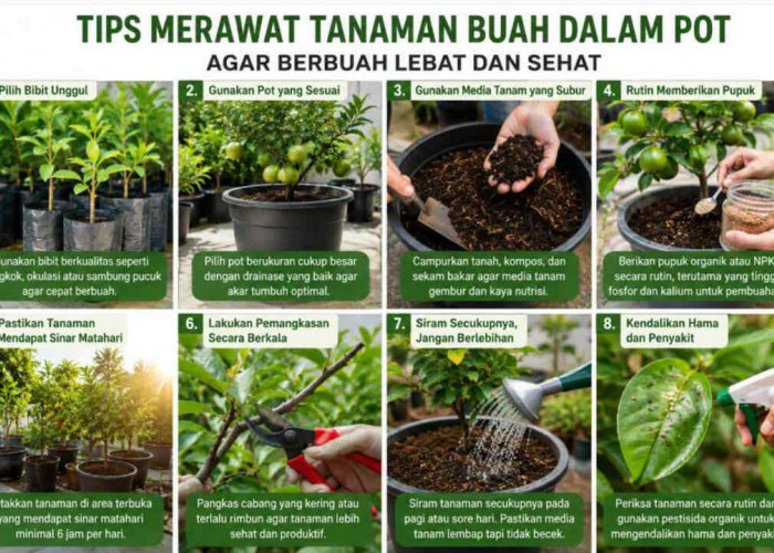 Jangan Asal Siram! Ini Tips Merawat Tanaman Buah Dalam Pot Agar Berbuah Lebat dan Sehat