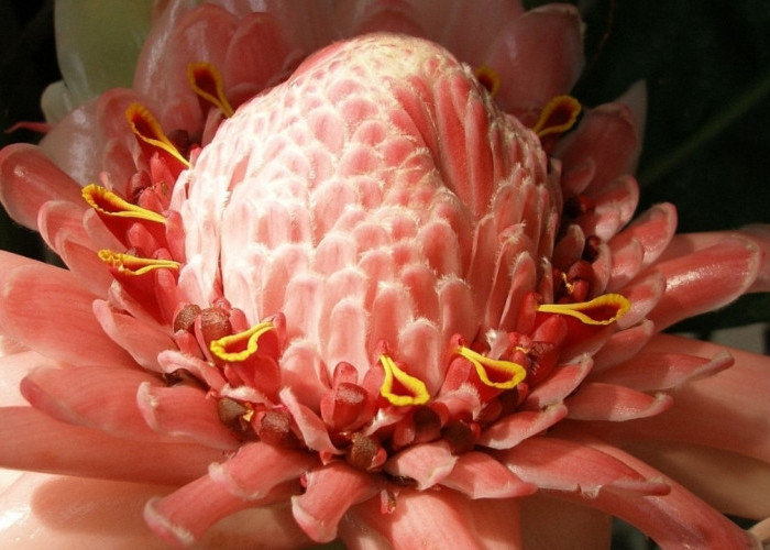 Cuaca Tak Menentu? Konsumsi Kecombrang untuk Jaga Imunitas