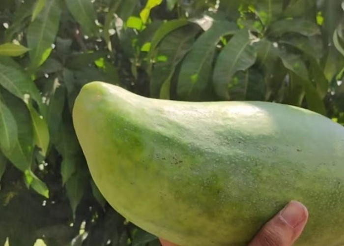 Bukan Pepaya! Ini Mangga Mahathir yang Beratnya Bisa Sampai 3 Kg
