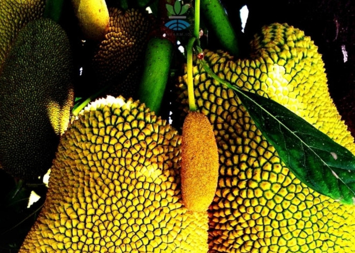 Murah di Dalam Negeri, Nangka Justru Dijual Mahal Sebagai Daging Alternatif