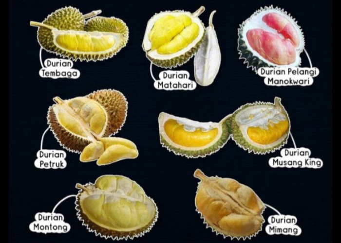 7 Jenis Durian Populer di Indonesia. Yang Mana Favoritmu?