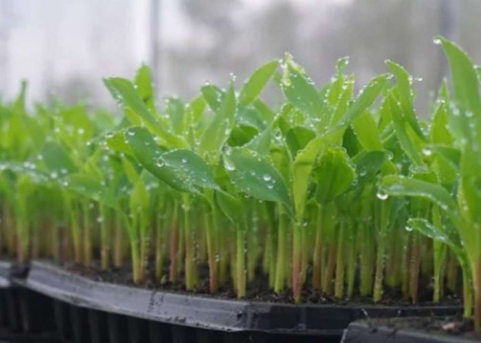 Berkebun Jagung Manis: Panduan Lengkap Menanam dari Biji hingga Panen