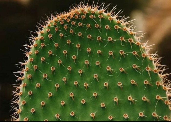 Unik dan Berbeda! Begini Cara Kaktus Melakukan Fotosintesis di Lingkungan Kering