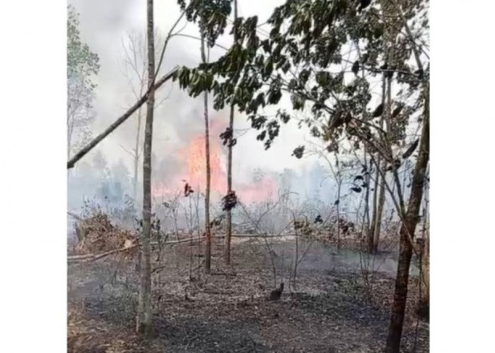 Kebakaran Lahan Kembali Terjadi, Kebun Karet Warga Dilalap Api