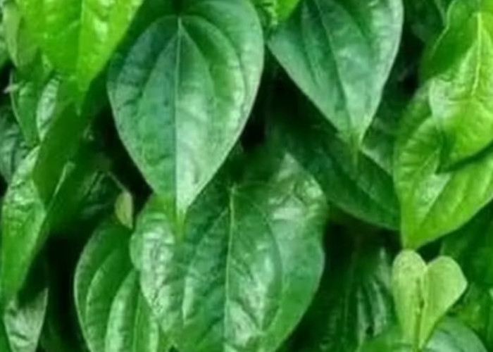Selain Sehatkan Mulut, Ini Deretan Manfaat Daun Sirih untuk Tubuh