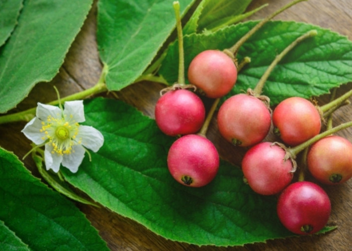 Kecil-Kecil Penuh Khasiat, Ini Rahasia Antioksidan Tinggi dalam Buah Kersen