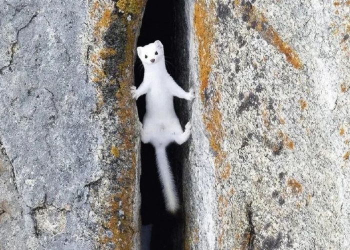 Ermine, Predator Kecil yang Gesit, Mampu Taklukkan Mangsa Berkali Lipat Lebih Besar