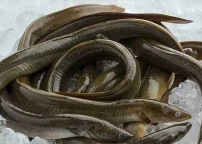 Manfaat Ikan Sidat, Sumber Gizi Tinggi yang Baik untuk Kesehatan Tubuh