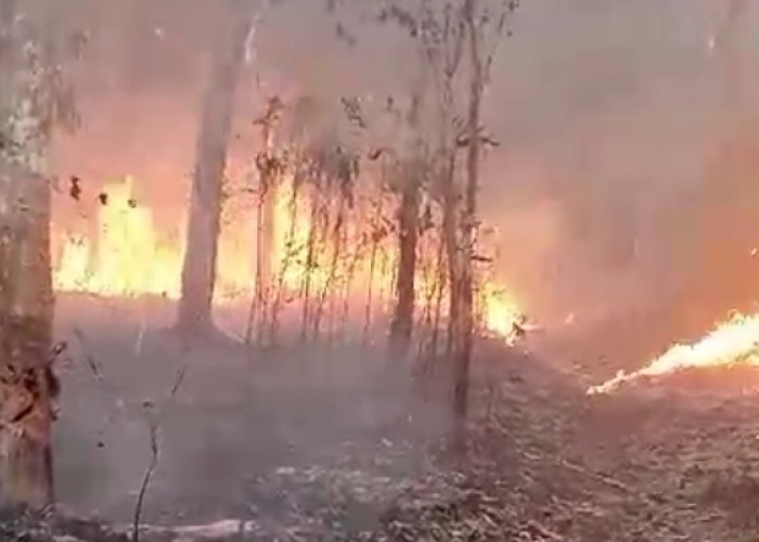 70 Hektar Kebun Karet Petani Desa Rambutan Banyuasin Terbakar, Petani Terancam Kehilangan Mata Pencaharian