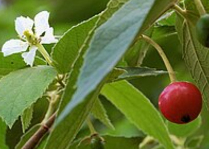 Daun Kersen untuk Asam Urat, Ini Kandungan dan Cara Mengolahnya