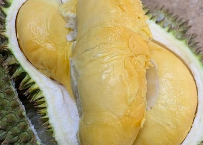 4 Jenis Durian Tembaga Asli Indonesia, Kamu Suka Yang Mana?