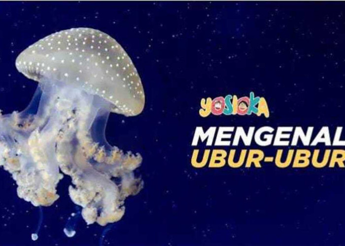 Mau Tahu Fakta Unik Tentang Ubur-ubur? Cek Di Sini!