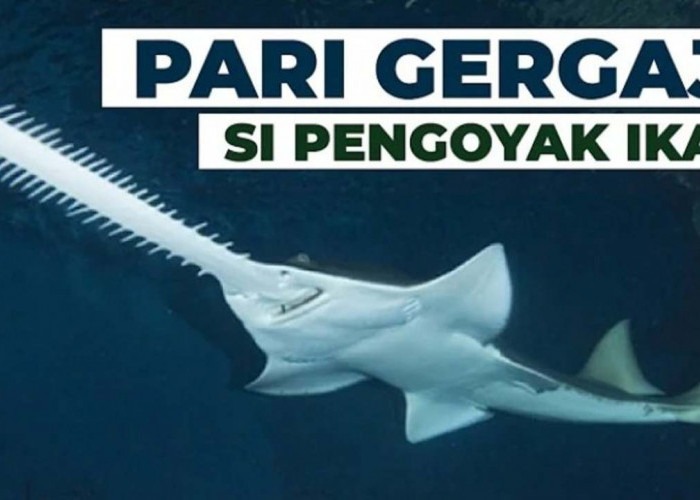 Sadis Tapi Unik! Ini Dia Pari Gergaji, Predator Laut Bermoncong Tajam!