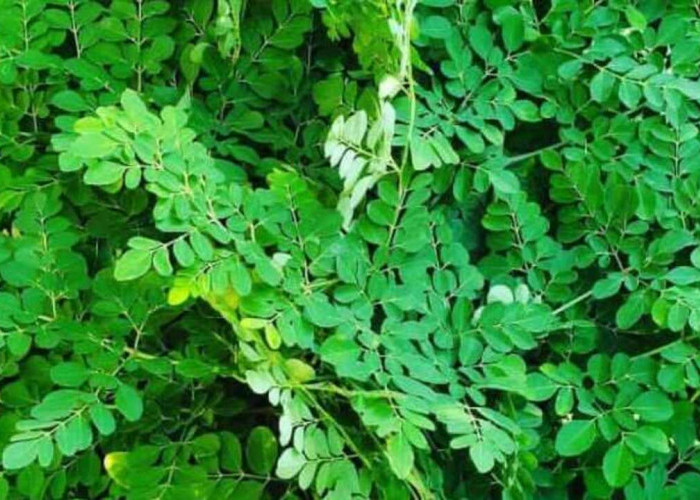 Benarkah Daun Kelor Bisa Menawar Ilmu Kebal? Antara Mitos dan Fakta Ilmiah