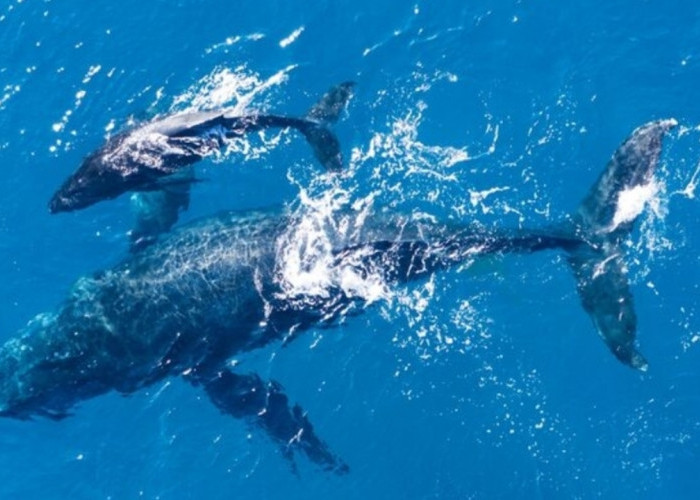 Lebih Berat dari 30 Gajah, Ini Fakta Menakjubkan Paus Biru Penguasa Samudra